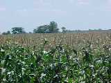 Hinkle Produce sweet corn field