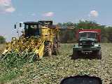 sweet corn harvest