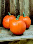 Hinkle Produce pumpkins